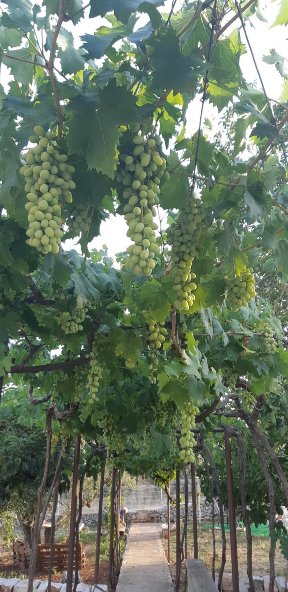 Valle D'Itria Trulli E Alcova Mikael Cisternino Eksteriør bilde