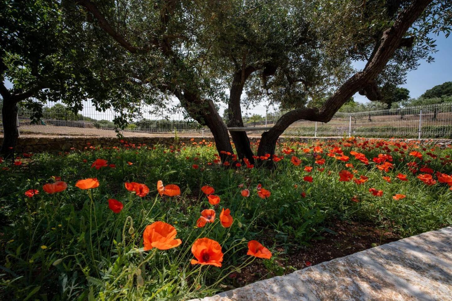 Valle D'Itria Trulli E Alcova Mikael Cisternino Eksteriør bilde